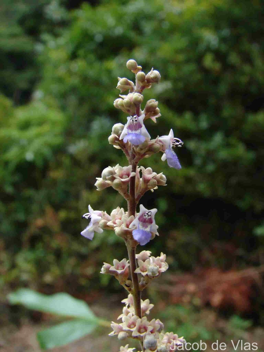 Vitex negundo L.